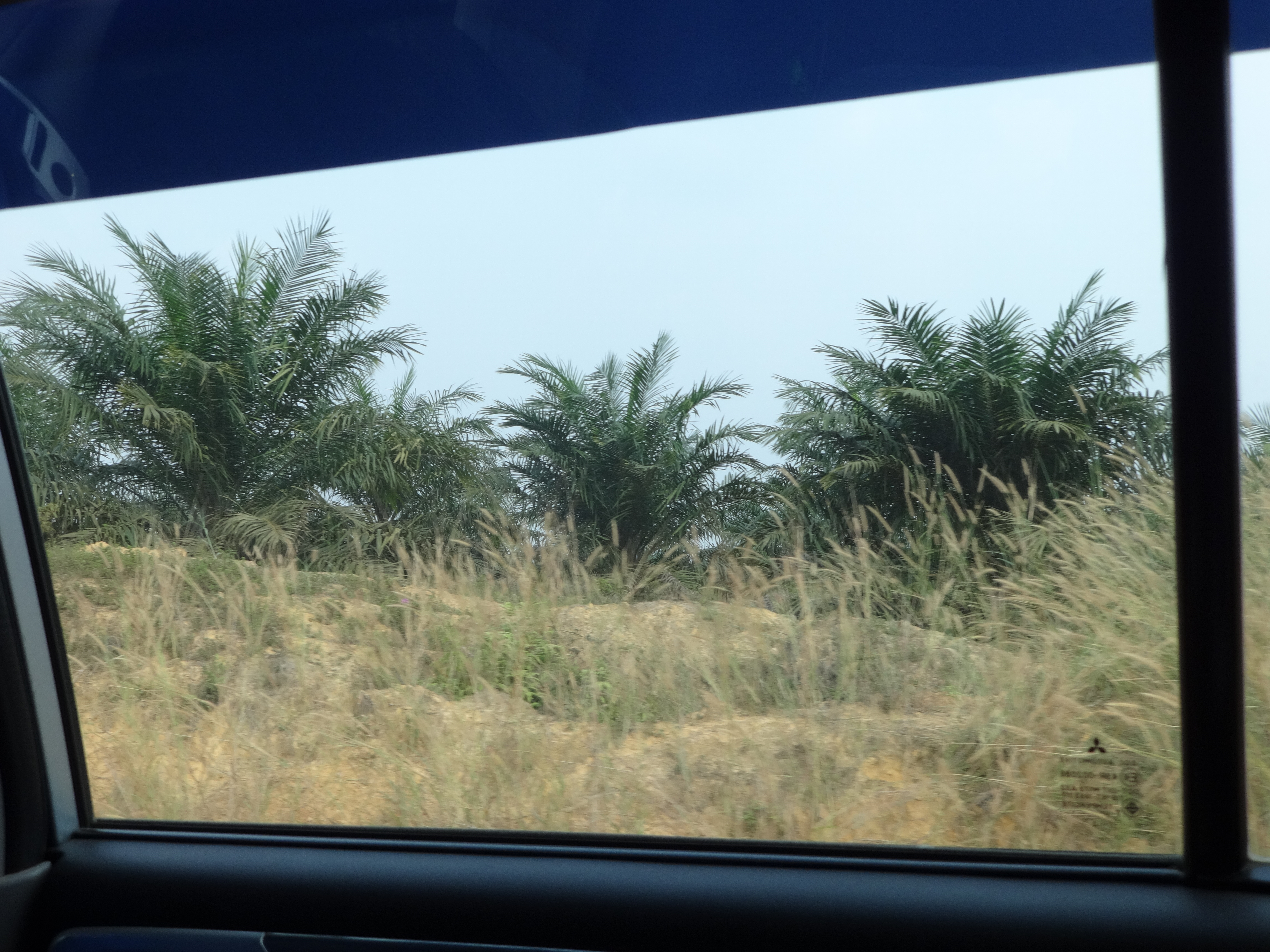 Ai Ejen Racun Pokok Sawit